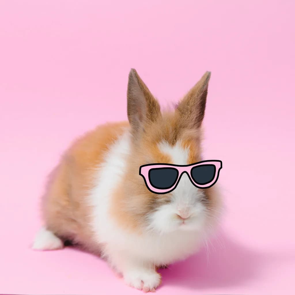 cool braided bunny with sunglasses/shades