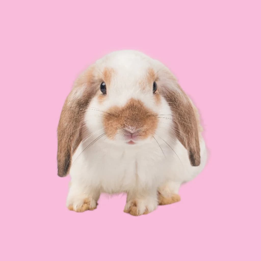 cute white bunny with a brown nose